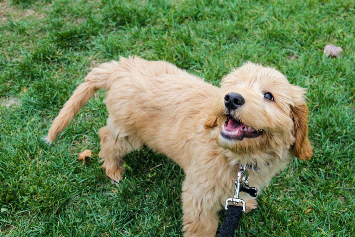 The Vet’s Guide to Groodles: Facts, Care, and Training Tips | Vets Love ...