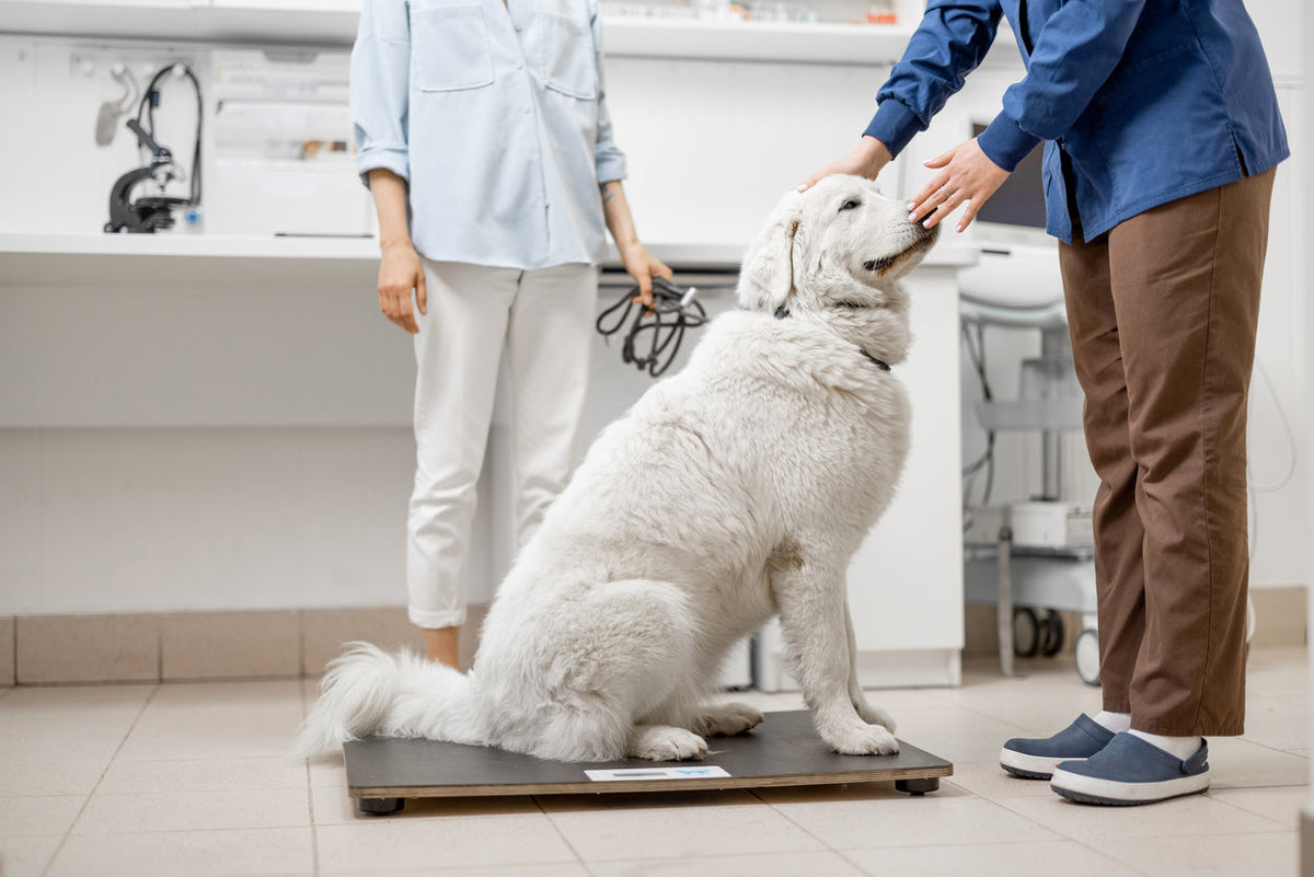 Is My Dog Overweight? A Vet's Body Condition Guide (with charts and vi ...