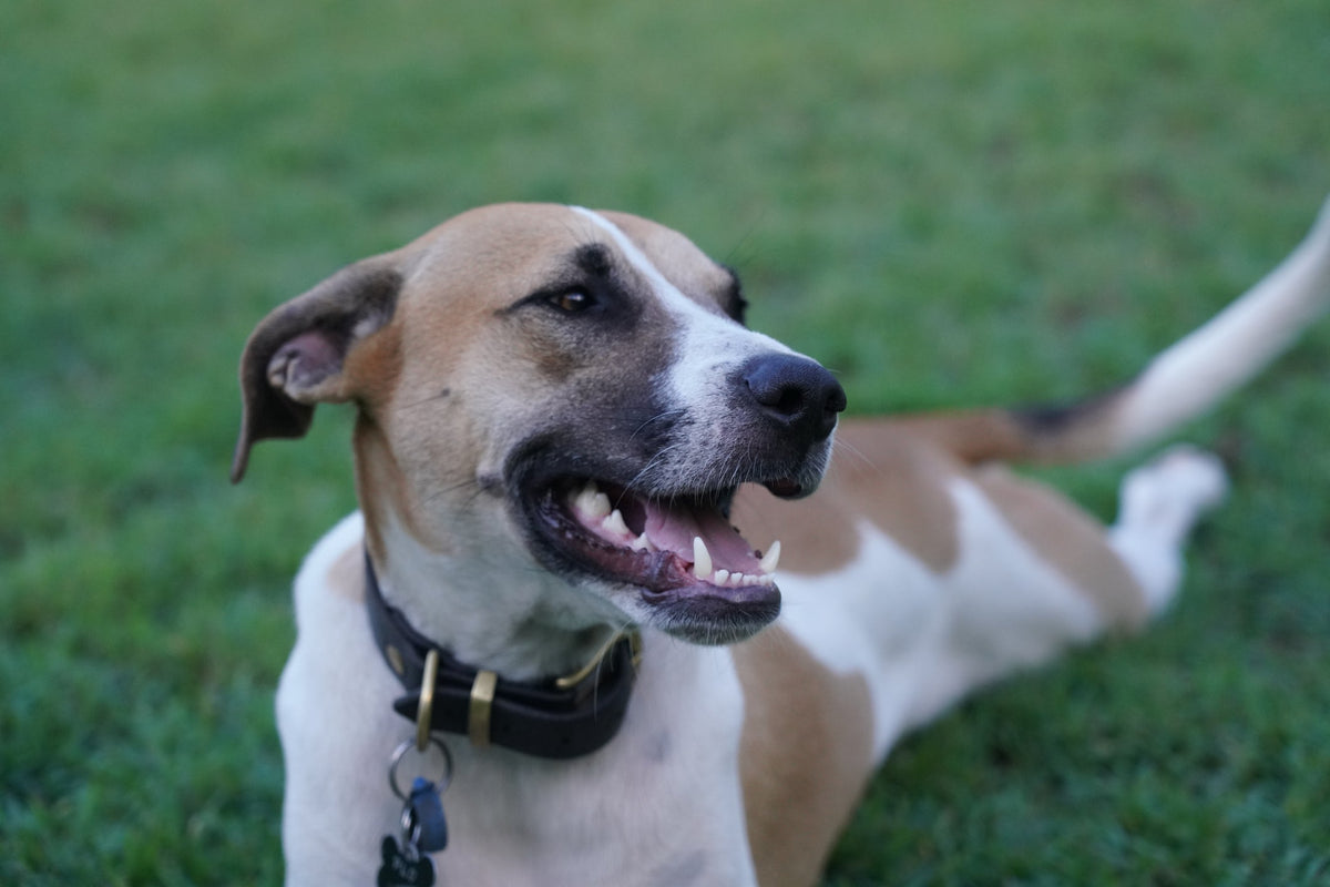 Blood in Dog Poo: Causes, What It Looks Like, and When to See a Vet