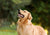 The Vet’s Guide to Golden Retrievers: Facts, Care, and Training Tips