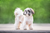 The Vet’s Guide to Shih Tzu Dogs: Facts, Care, and Training Tips