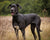 The Vet’s Guide to Great Danes: Facts, Care, and Training Tips