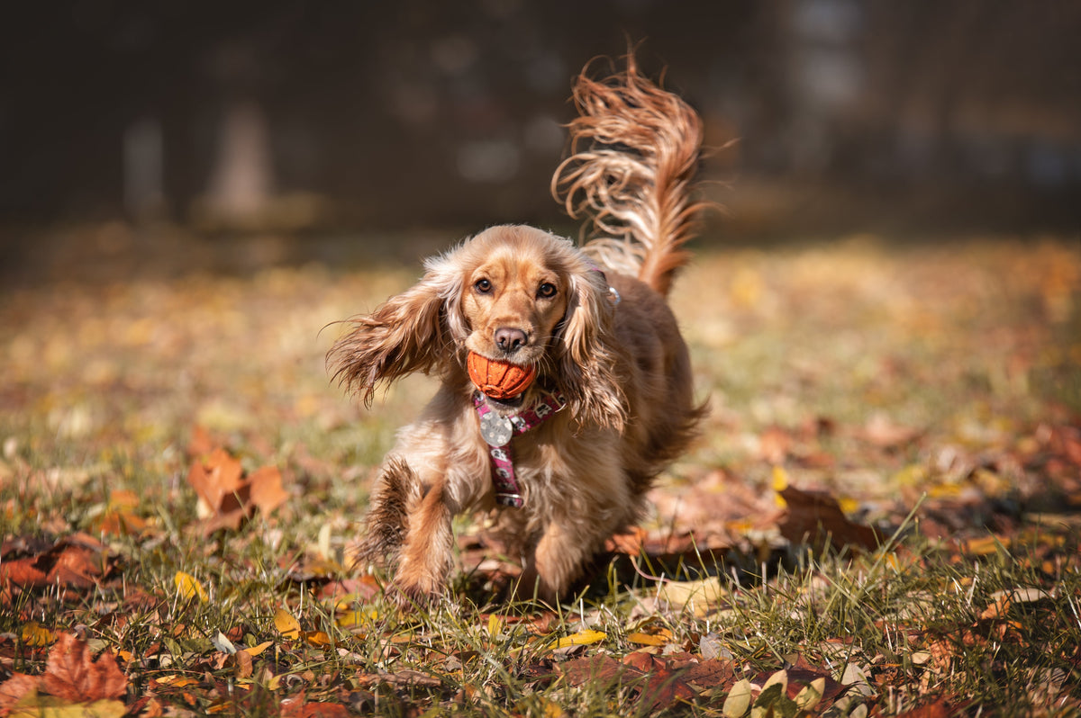 The Vet’s Guide to Cocker Spaniels: Facts, Care, and Training Tips ...