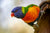 The Vet’s Guide to Lorikeets: Facts, Care, and Habitat Tips