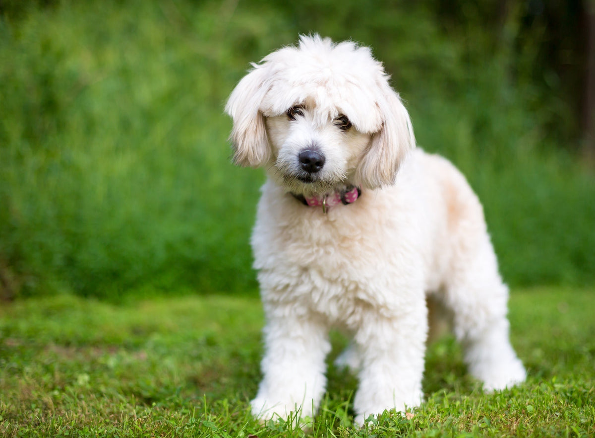 Pomoapoo The Vet’s Guide to Pomapoos: Facts, Care, and Training Tips – Vets Love ...
