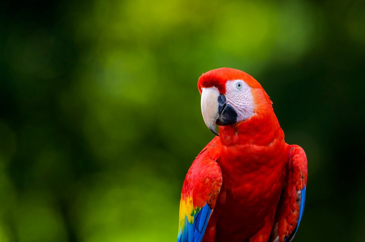 The Vet’s Guide to Parrots: Facts, Care, and Training Tips | Vets Love Pets