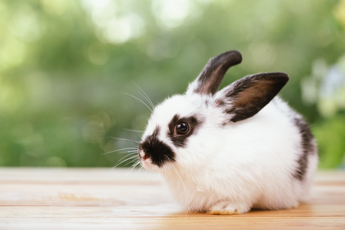 The Vet’s Guide to Netherland Dwarf Rabbits: Facts, Care, and Training ...