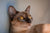 The Vet’s Guide to Burmese Cats: Facts, Care, and Training Tips