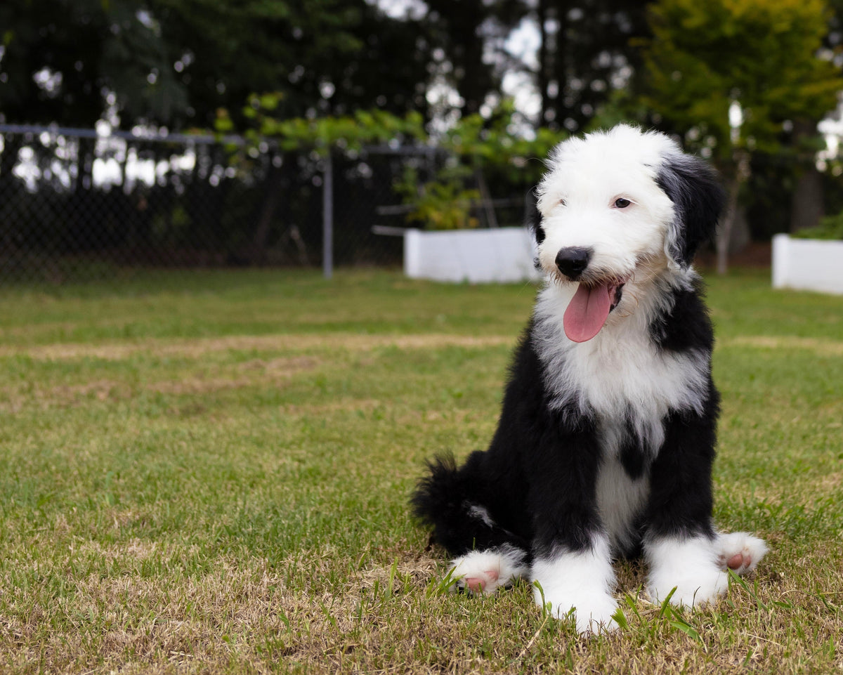 The Vet’s Guide to Sheepadoodles: Facts, Care, and Training Tips – Vets ...
