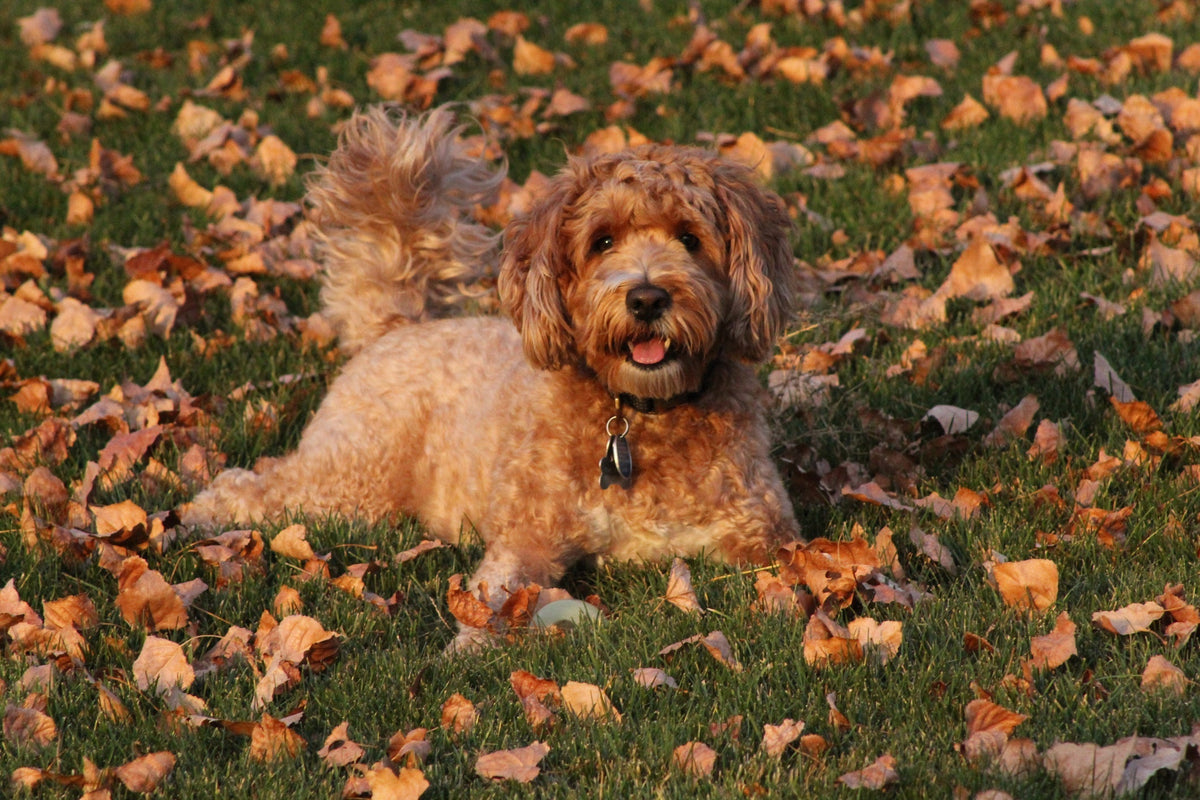 How to Train a Groodle: Behaviour Tips Backed by Experts – Vets Love Pets