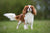 The Vet’s Guide to Cavalier King Charles Spaniels: Facts, Care, and Training Tips