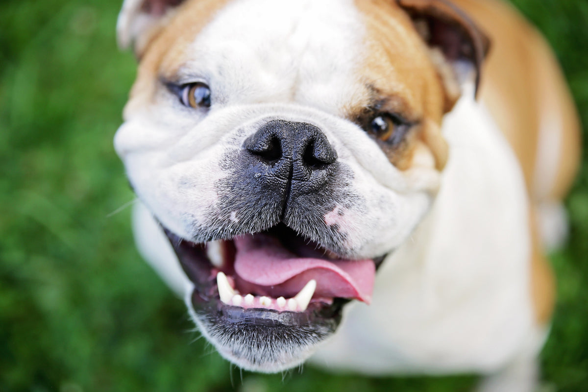 Vet’s Guide to Bulldogs: Facts, Care, and Training Tips | Vets Love Pets
