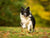 The Vet’s Guide to Border Collies: Facts, Care, and Training Tips