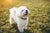 The Vet’s Guide to Bichon Frise Dogs: Facts, Care, and Training Tips