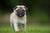 The Vet’s Guide to Pugs: Facts, Care, and Training Tips