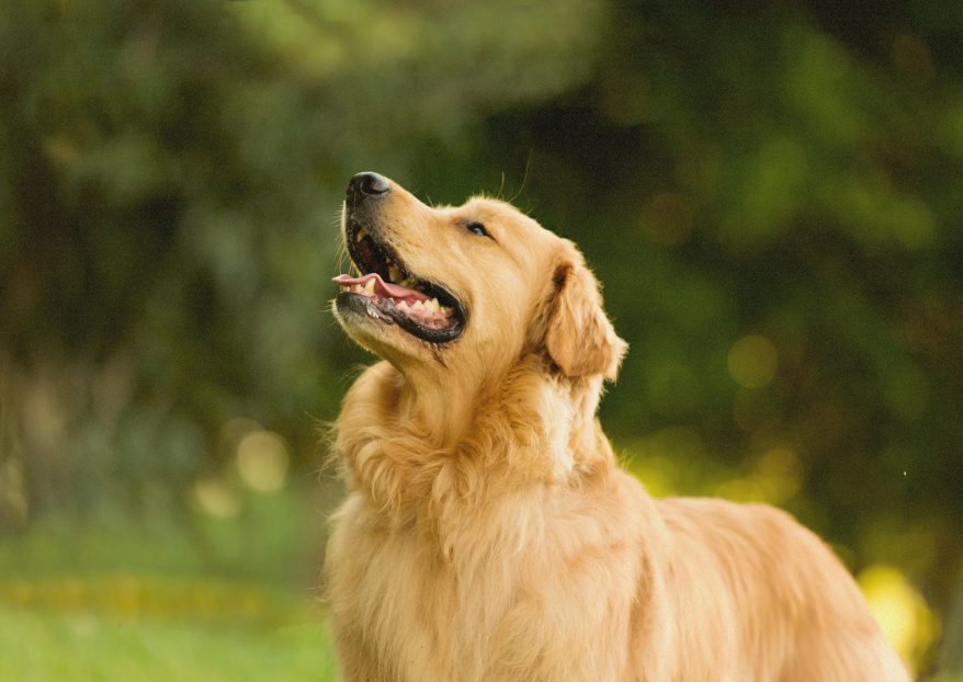 Does My Dog Have Skin Allergies? Signs & Treatment