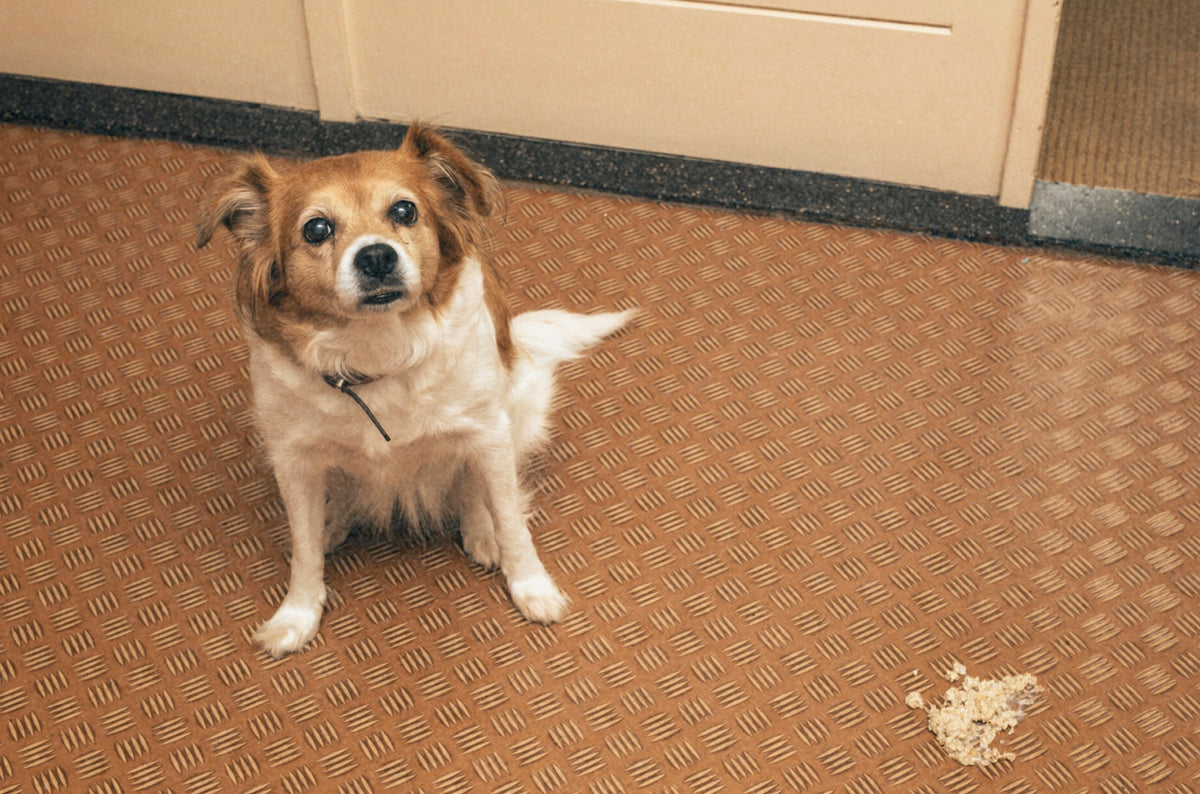 Why Is My Dog Vomiting? A Pet Parent’s Guide to What It Could Mean