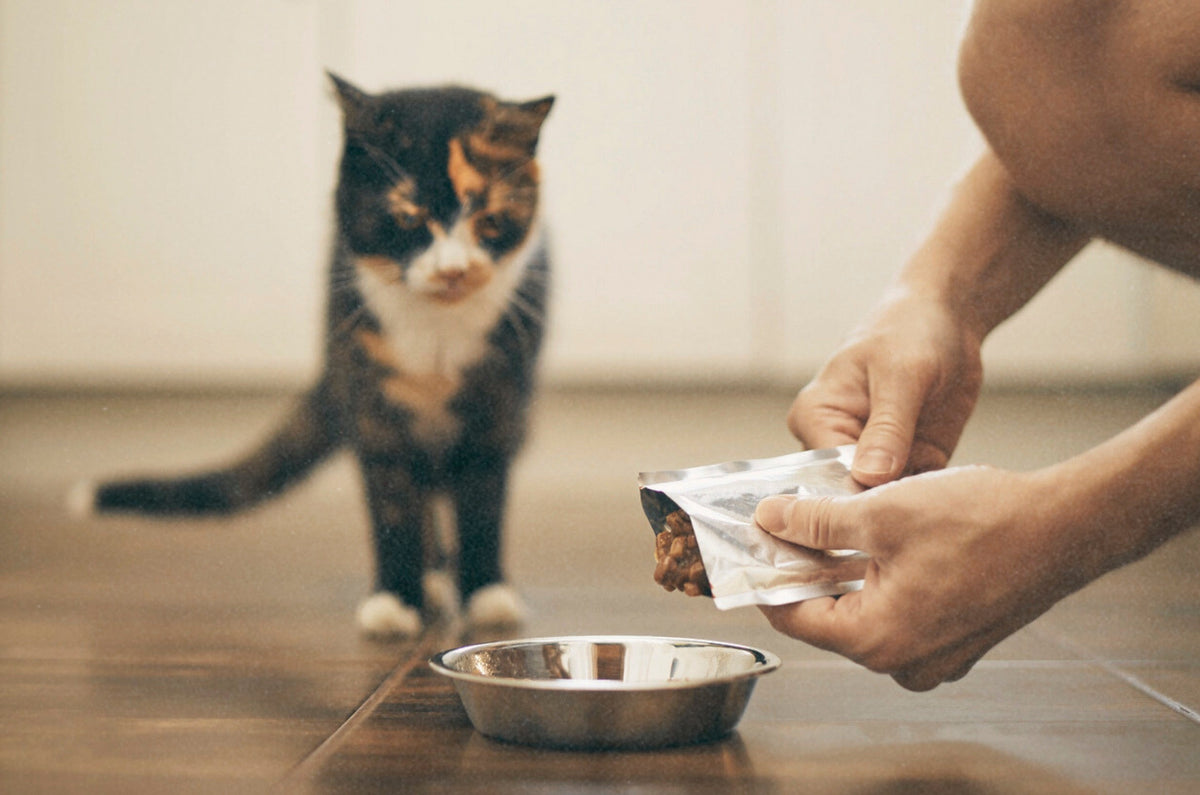 Best Cat Food Brands in Australia (2026 Vet-Reviewed Guide)