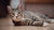 The Vet’s Guide to Domestic Shorthairs: Facts, Care, and Training Tips