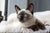 The Vet’s Guide to Siamese Cats: Facts, Care, and Training Tips