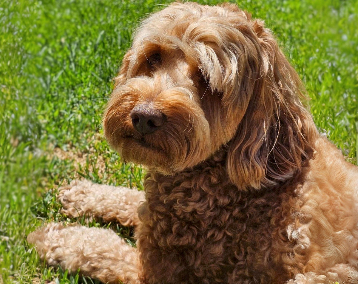 The Vet’s Guide to Spoodle Dogs: Facts, Care, and Training Tips | Vets ...
