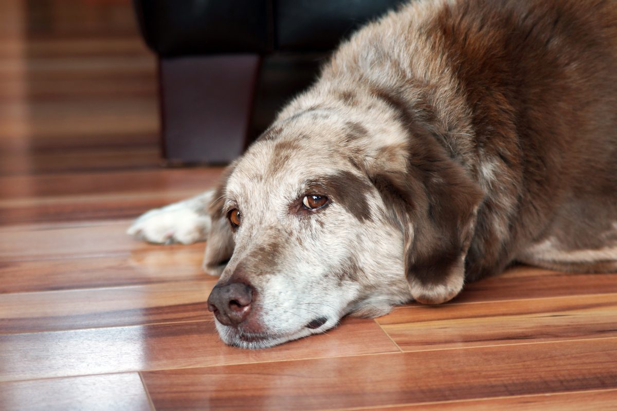 How to Support a Senior Dog with Urinary Incontinence Issues Vets Love Pets