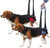 Handy Canis Hind Legs for Dogs