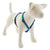 LupinePet Rain Song Original Designs Roman Dog Harness 1.9cm