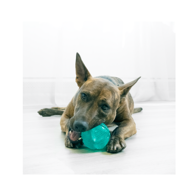 Squeezz KONG Squeezz Dental Ball Dog Toy – Vets Love Pets