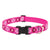 LupinePet Puppy Love Original Designs Dog Collar