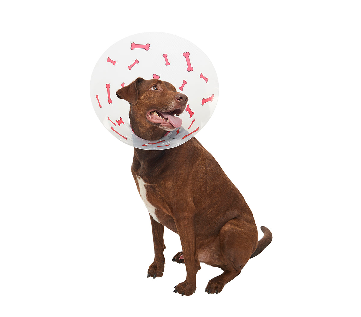 V buster hotsell dog cone